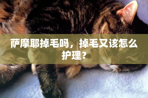薩摩耶掉毛嗎，掉毛又該怎么護理？