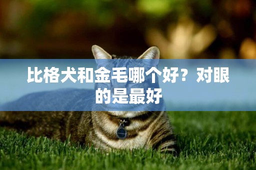 比格犬和金毛哪個好？對眼的是最好
