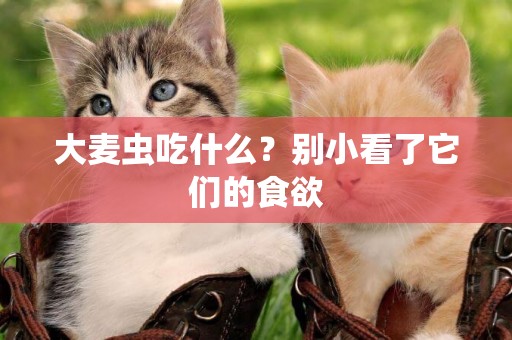 大麥蟲吃什么？別小看了它們的食欲