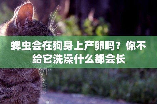 蜱蟲會在狗身上產卵嗎？你不給它洗澡什么都會長