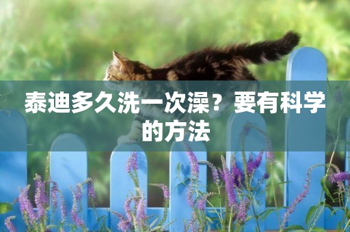 泰迪多久洗一次澡？要有科學的方法