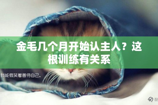 金毛幾個月開始認主人？這根訓練有關系
