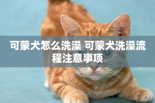 可蒙犬怎么洗澡 可蒙犬洗澡流程注意事項