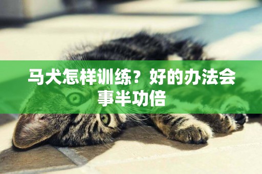 馬犬怎樣訓練？好的辦法會事半功倍