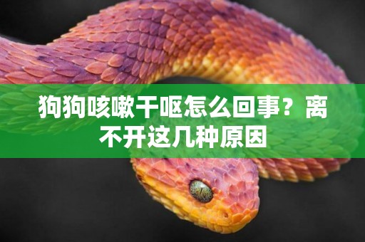狗狗咳嗽干嘔怎么回事？離不開這幾種原因