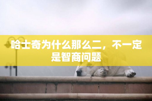 哈士奇為什么那么二，不一定是智商問題