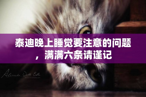 泰迪晚上睡覺要注意的問題，滿滿六條請謹記