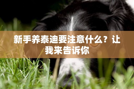 新手養泰迪要注意什么？讓我來告訴你