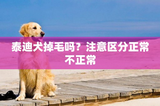 泰迪犬掉毛嗎？注意區分正常不正常