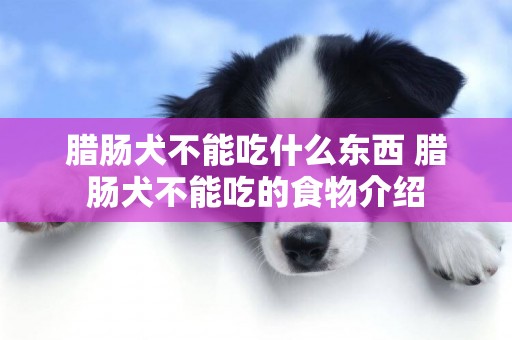 臘腸犬不能吃什么東西 臘腸犬不能吃的食物介紹