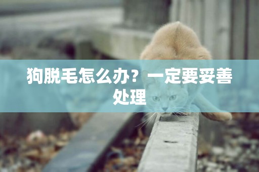 狗脫毛怎么辦？一定要妥善處理