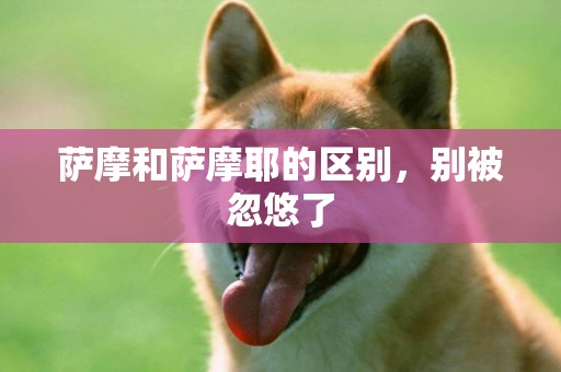 薩摩和薩摩耶的區別，別被忽悠了