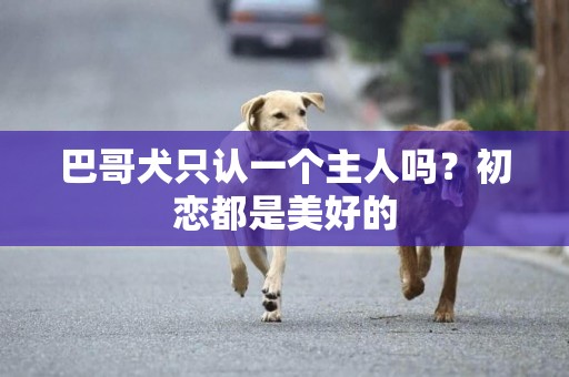 巴哥犬只認一個主人嗎？初戀都是美好的