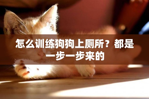 怎么訓練狗狗上廁所？都是一步一步來的