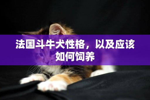 法國斗牛犬性格，以及應該如何飼養