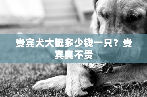 貴賓犬大概多少錢一只？貴賓真不貴