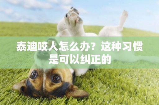 泰迪咬人怎么辦？這種習慣是可以糾正的