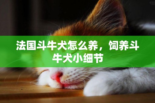 法國斗牛犬怎么養，飼養斗牛犬小細節