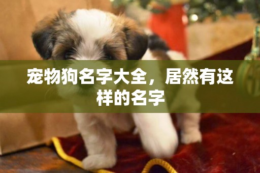 寵物狗名字大全，居然有這樣的名字