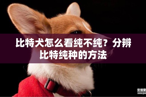 比特犬怎么看純不純？分辨比特純種的方法