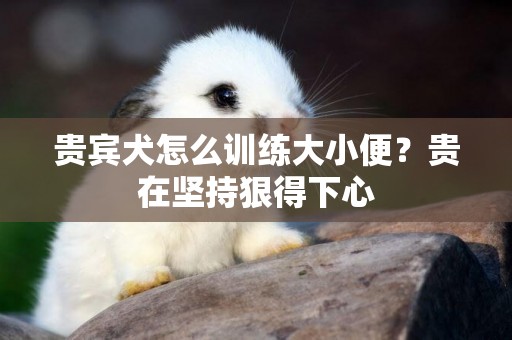 貴賓犬怎么訓練大小便？貴在堅持狠得下心