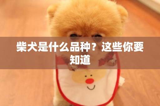 柴犬是什么品種？這些你要知道