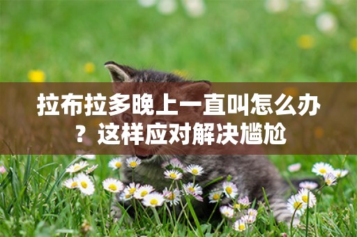 拉布拉多晚上一直叫怎么辦？這樣應對解決尷尬