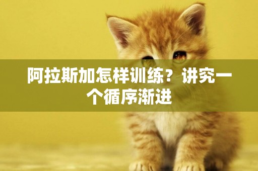 阿拉斯加怎樣訓練？講究一個循序漸進