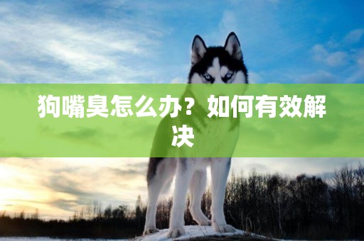 狗嘴臭怎么辦？如何有效解決