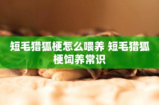 短毛獵狐梗怎么喂養 短毛獵狐梗飼養常識