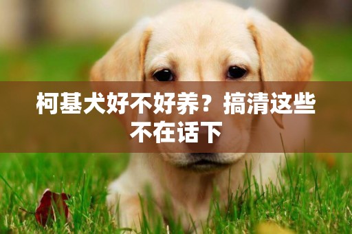 柯基犬好不好養？搞清這些不在話下