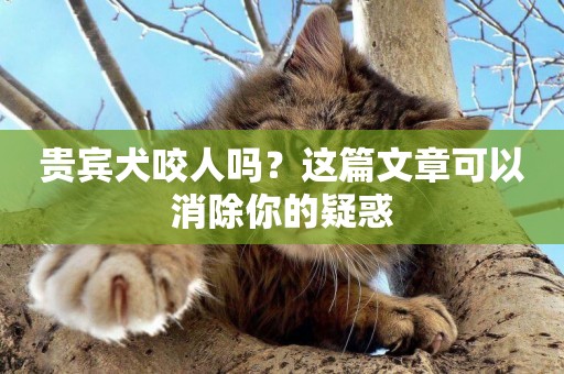 貴賓犬咬人嗎？這篇文章可以消除你的疑惑