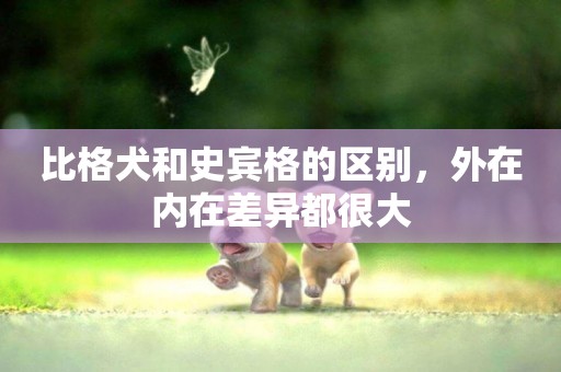 比格犬和史賓格的區別，外在內在差異都很大