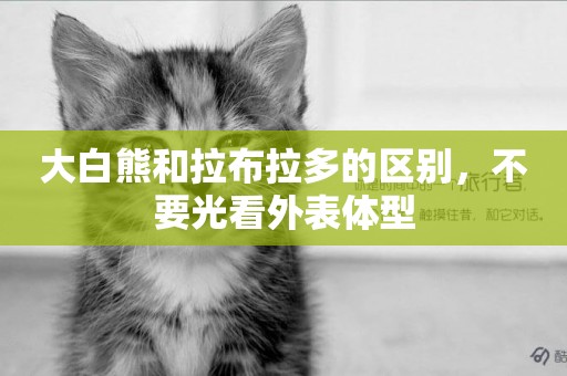 大白熊和拉布拉多的區別，不要光看外表體型