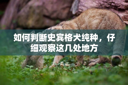 如何判斷史賓格犬純種，仔細觀察這幾處地方