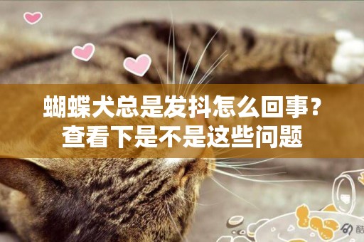 蝴蝶犬總是發抖怎么回事？查看下是不是這些問題