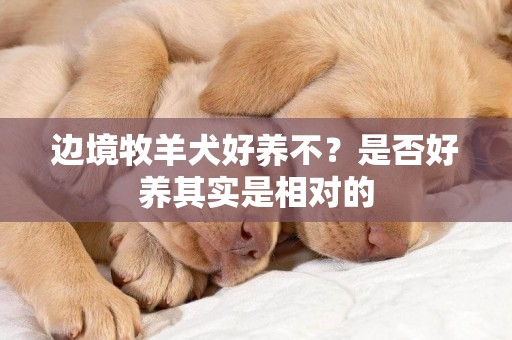 邊境牧羊犬好養不？是否好養其實是相對的