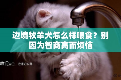 邊境牧羊犬怎么樣喂食？別因為智商高而煩惱