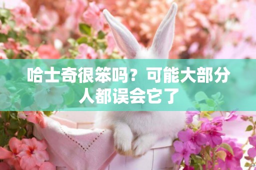 哈士奇很笨嗎？可能大部分人都誤會它了