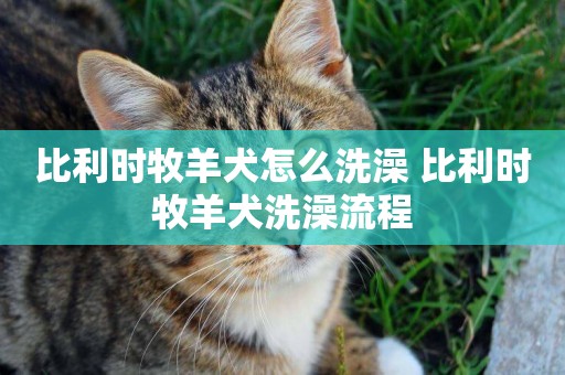比利時牧羊犬怎么洗澡 比利時牧羊犬洗澡流程