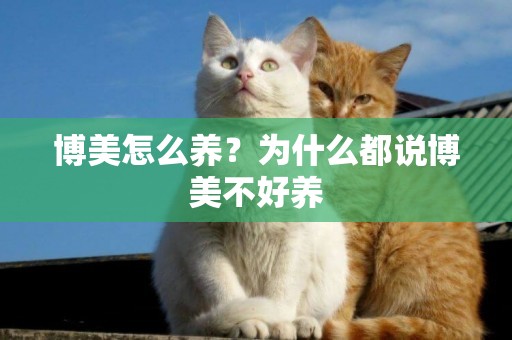 博美怎么養？為什么都說博美不好養
