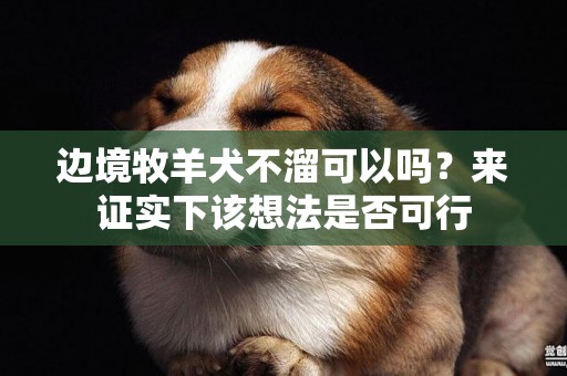 邊境牧羊犬不溜可以嗎？來證實下該想法是否可行