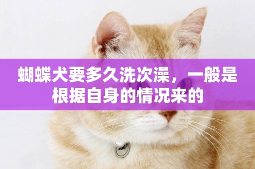 蝴蝶犬要多久洗次澡，一般是根據自身的情況來的