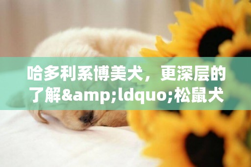 哈多利系博美犬，更深層的了解&ldquo;松鼠犬&rdquo;
