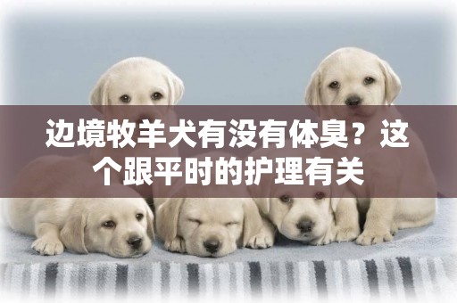邊境牧羊犬有沒有體臭？這個跟平時的護理有關
