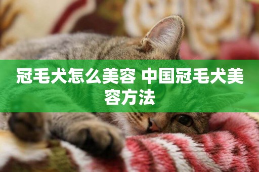 冠毛犬怎么美容 中國冠毛犬美容方法