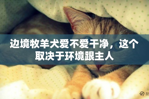 邊境牧羊犬愛不愛干凈，這個取決于環境跟主人