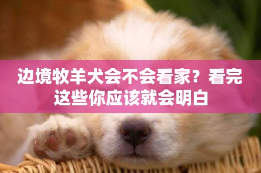 邊境牧羊犬會不會看家？看完這些你應該就會明白
