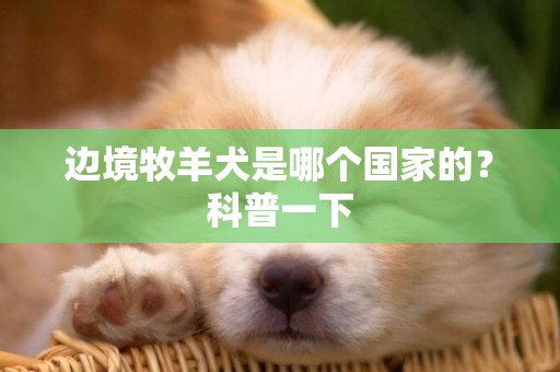 邊境牧羊犬是哪個國家的？科普一下