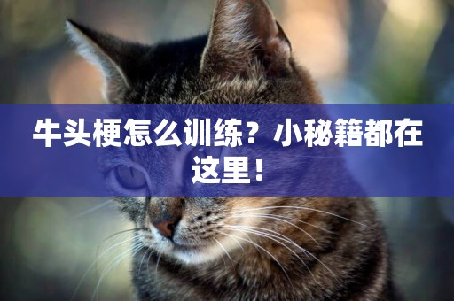 牛頭梗怎么訓練？小秘籍都在這里！